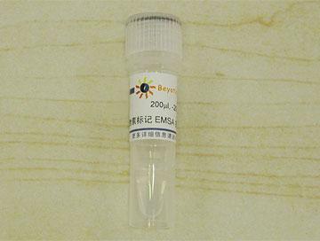 生物素标记EMSA探针－STAT3 (0.2μM)